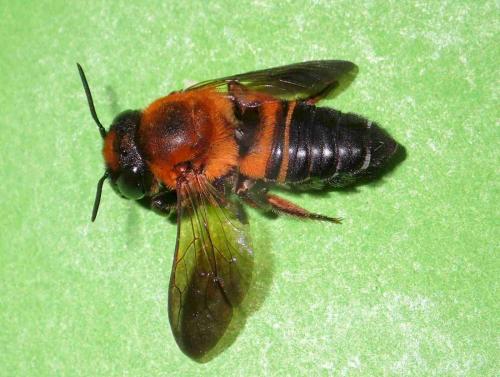 Réf. 234 888 : Megachile umbripennis